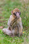 barbary ape