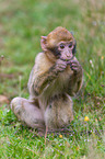 barbary ape