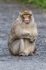 barbary ape