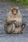 barbary apes