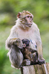 barbary apes