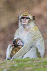 barbary apes