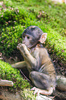 barbary ape