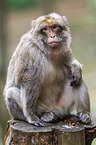 barbary ape