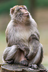 barbary ape