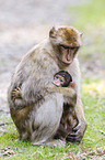 barbary apes