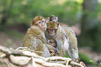 barbary apes