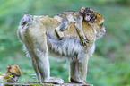 barbary apes