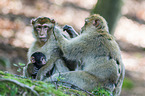 barbary apes