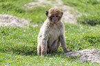 sitting Barbary Ape