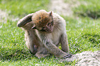 sitting Barbary Ape