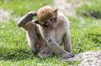 sitting Barbary Ape