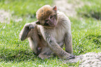 sitting Barbary Ape