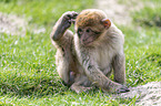sitting Barbary Ape