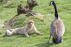 Barbary Ape with Canada Goose