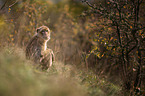 Barbary Ape