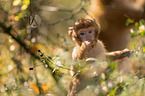 Barbary Ape