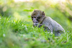 barbary ape