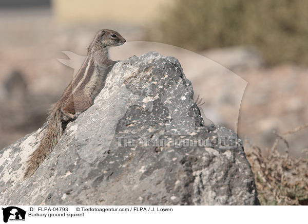 Barbary ground squirrel / FLPA-04793