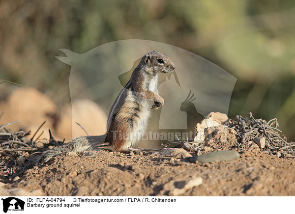 Barbary ground squirrel / FLPA-04794
