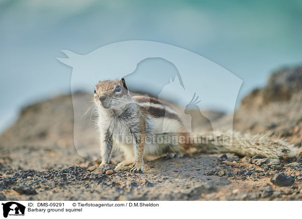 Barbary ground squirrel / DMS-09291