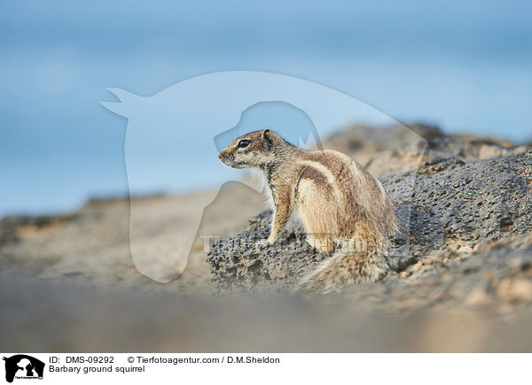 Barbary ground squirrel / DMS-09292