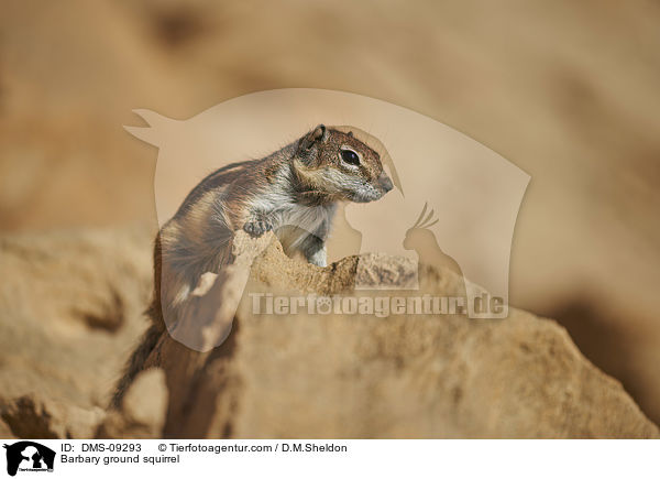 Barbary ground squirrel / DMS-09293