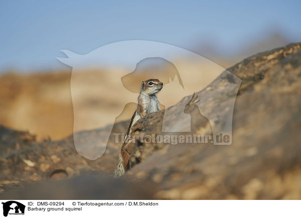 Barbary ground squirrel / DMS-09294