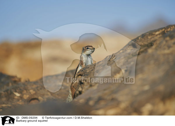 Atlashrnchen / Barbary ground squirrel / DMS-09294