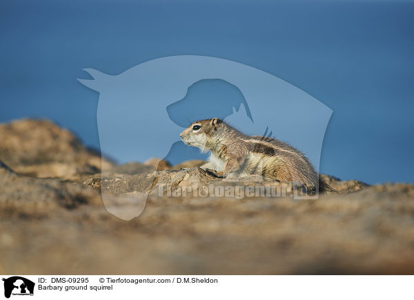 Barbary ground squirrel / DMS-09295