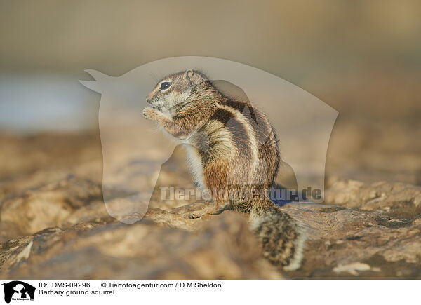 Barbary ground squirrel / DMS-09296