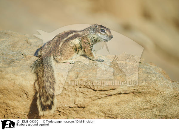 Atlashrnchen / Barbary ground squirrel / DMS-09300