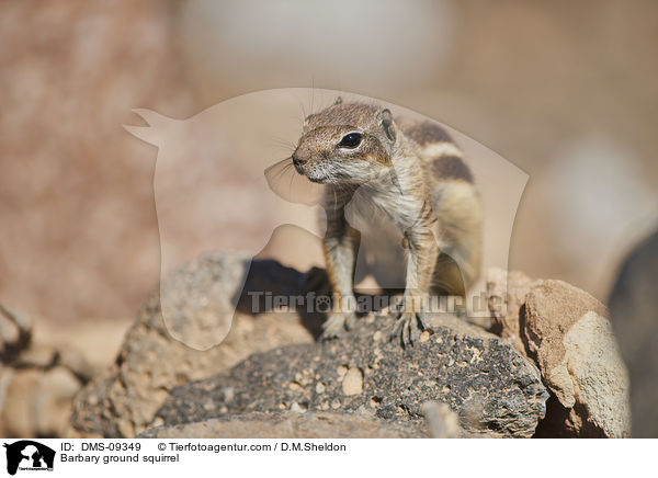Barbary ground squirrel / DMS-09349