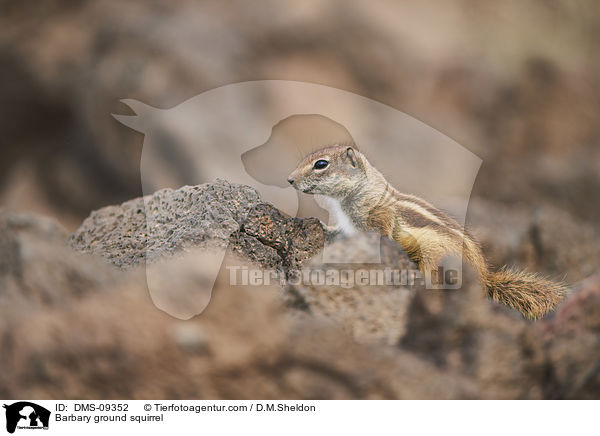 Atlashrnchen / Barbary ground squirrel / DMS-09352