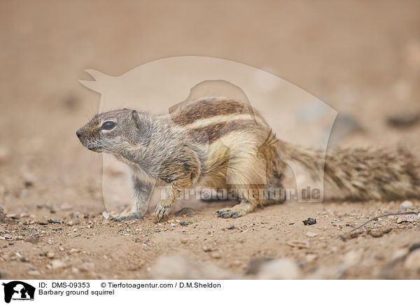 Barbary ground squirrel / DMS-09353