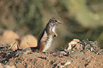 Barbary ground squirrel