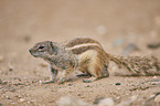 Barbary ground squirrel