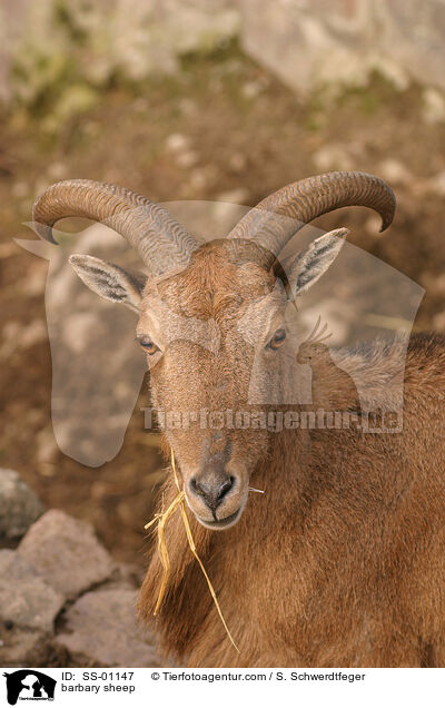 Mhnenspringer / barbary sheep / SS-01147