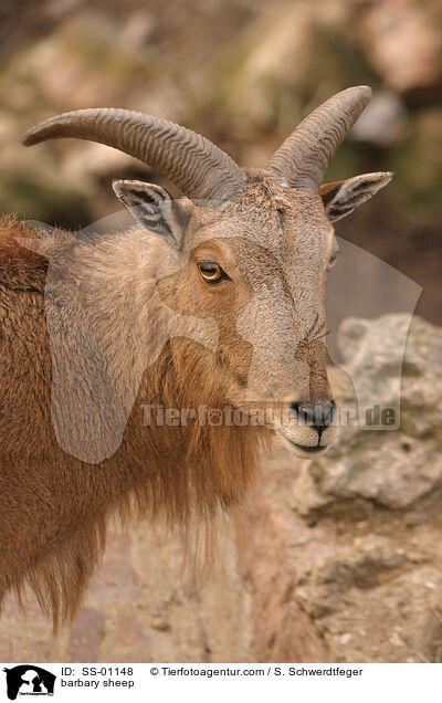 Mhnenspringer / barbary sheep / SS-01148