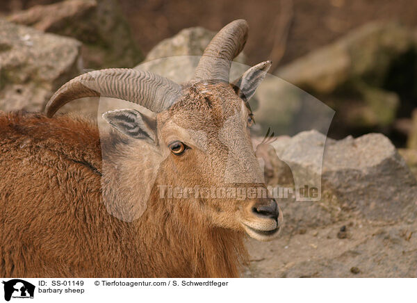 Mhnenspringer / barbary sheep / SS-01149
