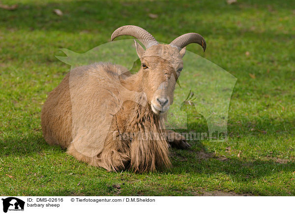 Mhnenspringer / barbary sheep / DMS-02616