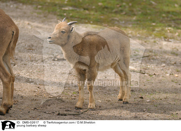 junger Mhnenspringer / young barbary sheep / DMS-02617