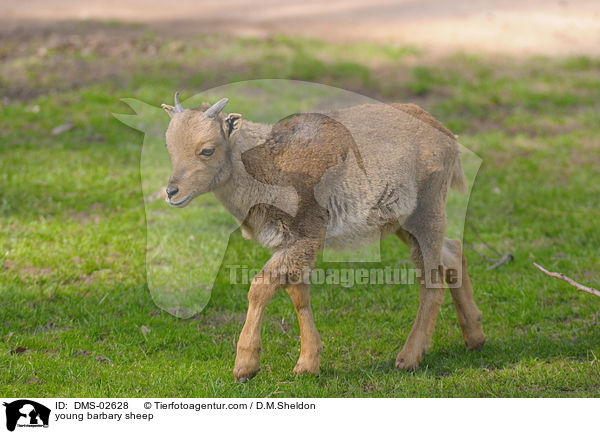 junger Mhnenspringer / young barbary sheep / DMS-02628