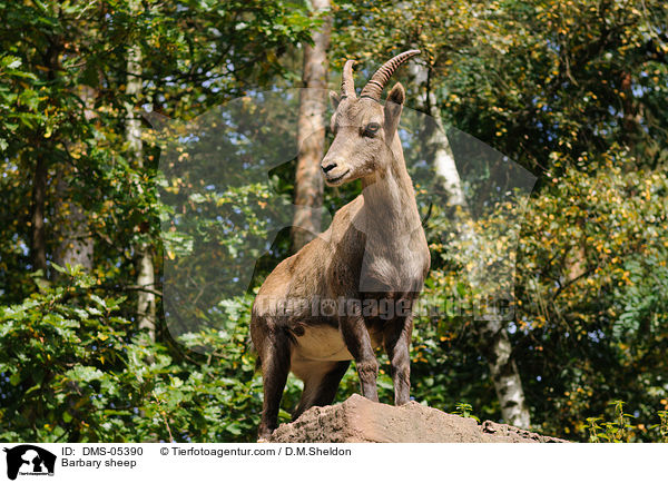 Mhnenspringer / Barbary sheep / DMS-05390