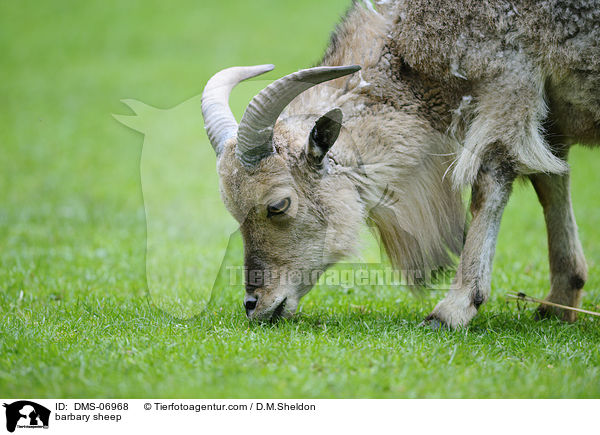 barbary sheep / DMS-06968