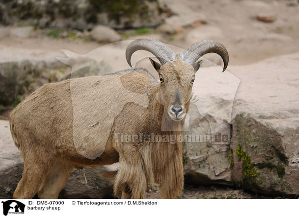 Mhnenspringer / barbary sheep / DMS-07000