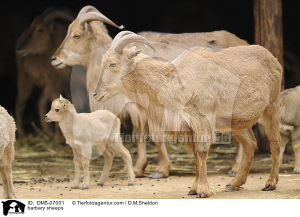 Mhnenspringer / barbary sheeps / DMS-07001