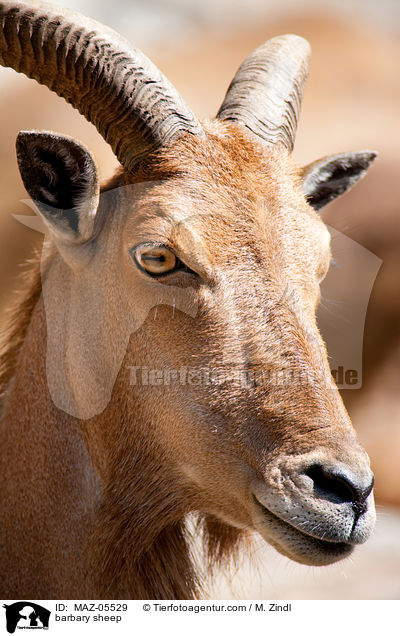 Mhnenspringer / barbary sheep / MAZ-05529