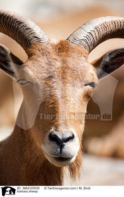 Mhnenspringer / barbary sheep / MAZ-05530