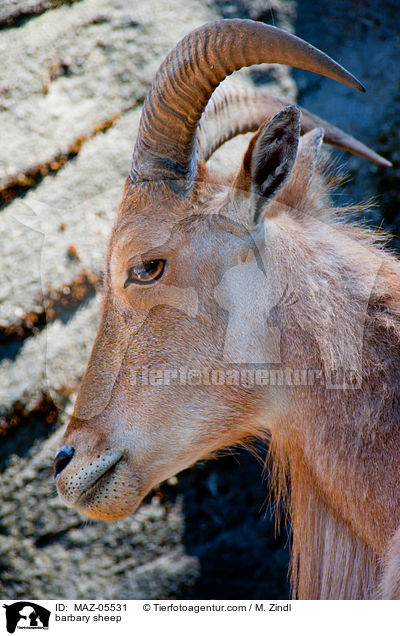 Mhnenspringer / barbary sheep / MAZ-05531